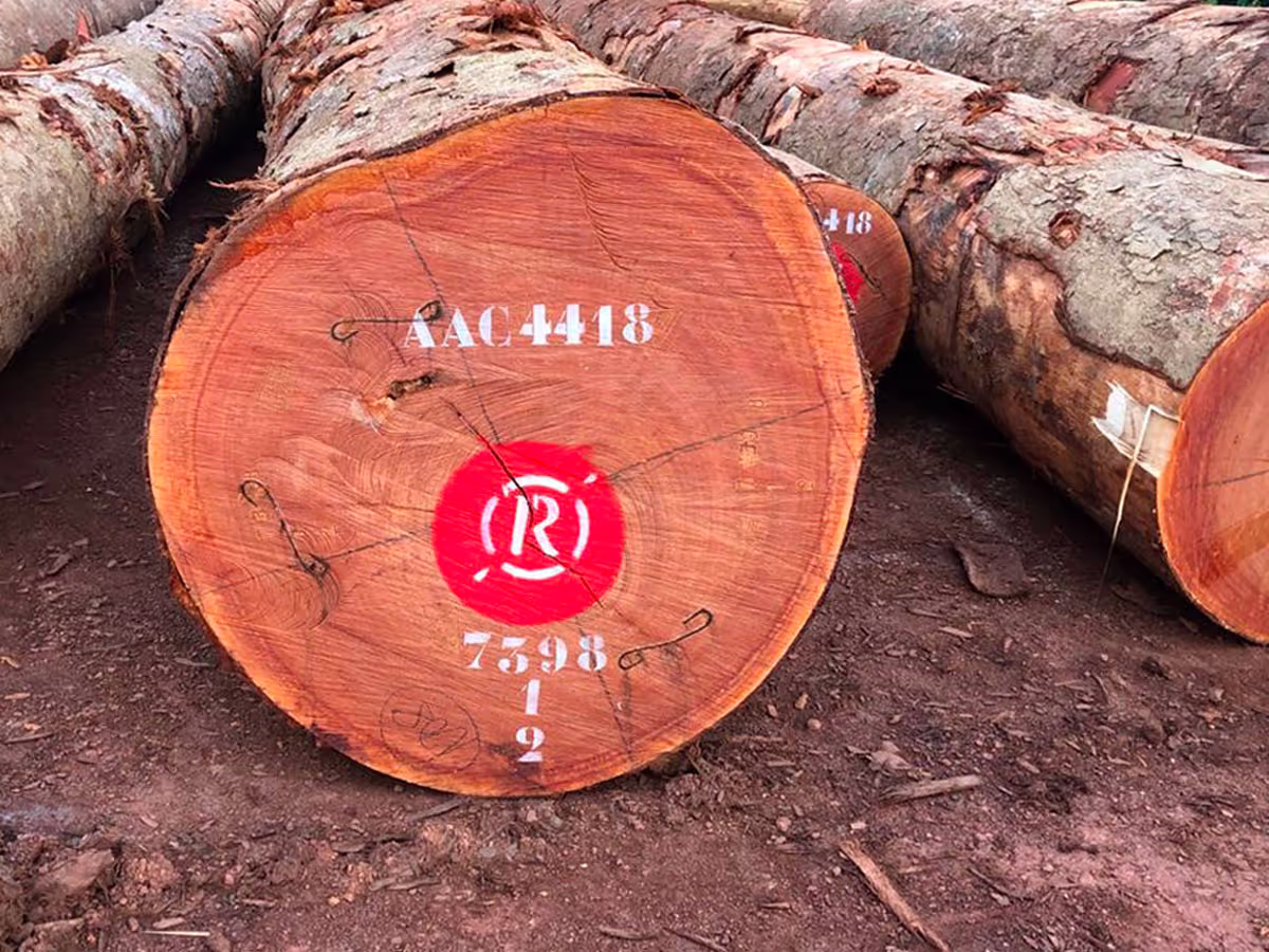 Rougier tropical hardwood logs from Central Africa