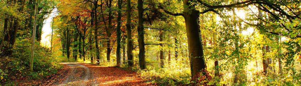 Bannière | Aux Bois du Périgord Vert
