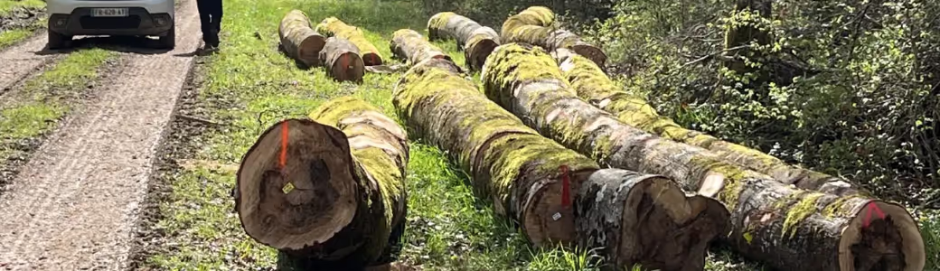 Bannière | Ciolli Frères Scierie