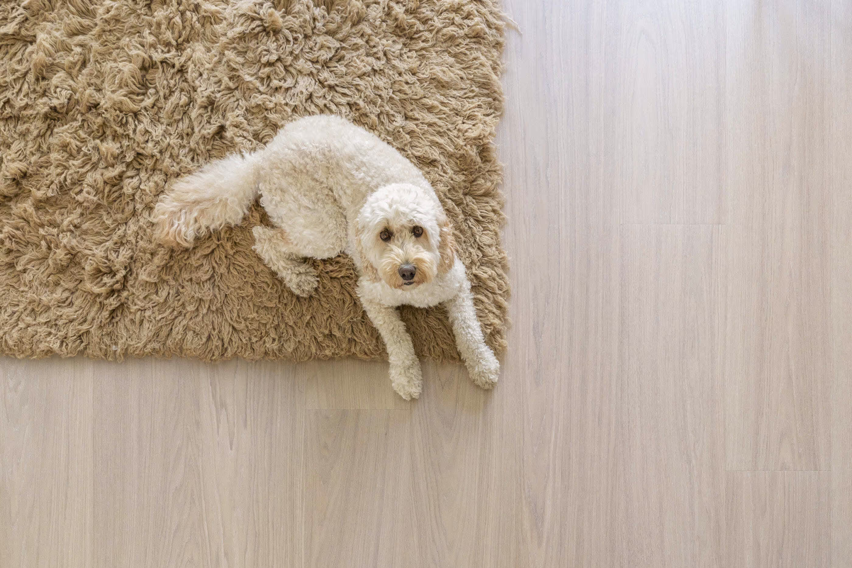 Lame de parquet hybride Bjelin Woodura Larvik chêne Powder White 2