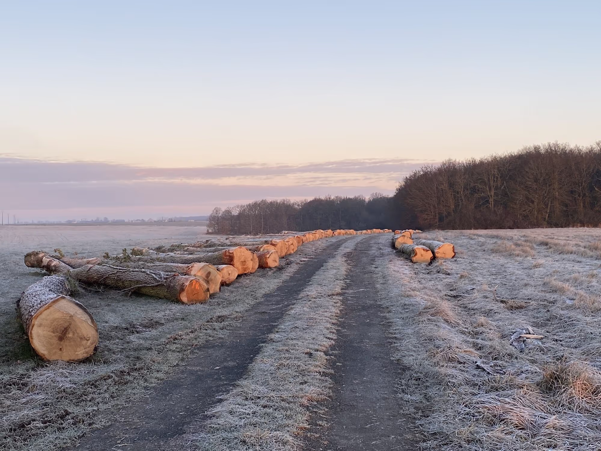Oak logs 3