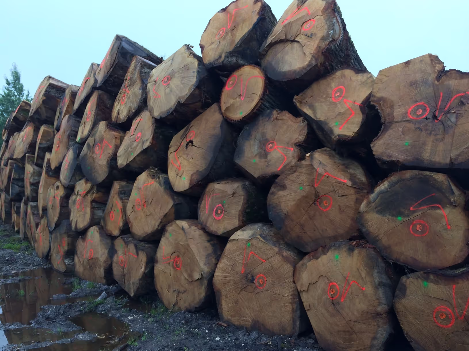 Oak logs 2