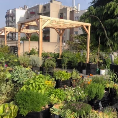 Pergolas en Douglas français