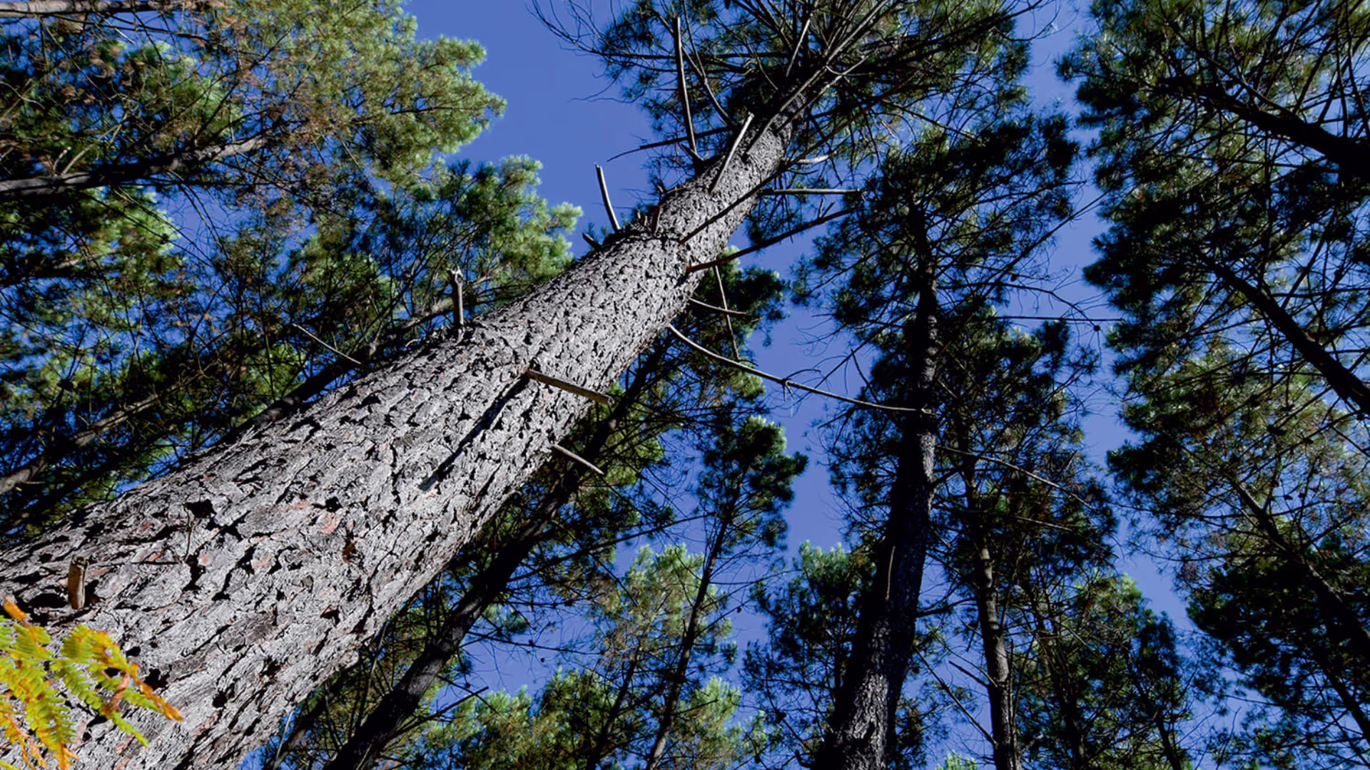 Plan du salon d'exposition